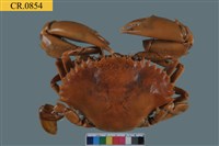 藏品(鋸緣青蟳)的圖片